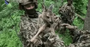 Інфільтрація ССО: один окупант знищений, трьох взяли в полон, оленятко вивезли з-під вогню